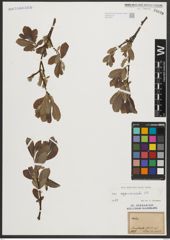 Foto von Salix appendiculata Vill.